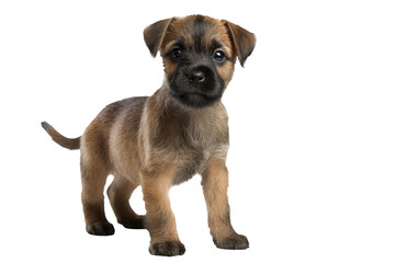 Border Terrier Dog Puppy On White Background, Full Body. On An Isolated Transparent Background, Png. Generative AI