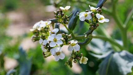 flowers of a tree