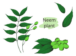 Hand drawn jpg color image of neem sprig. vintage pattern for pharmacy label, package. Line sketch silhouette on white background.