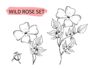 Drawing image of wild rose flower set. Jpg vertical vintage pattern. Line sketch silhouette of plant on white background