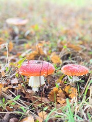 Mushrooms in autumn forest
