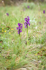 Green-winged Orchid (Anacamptis morio), wild orchids in the meadow, Czech republic, Europe.