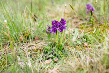 Green-winged Orchid (Anacamptis morio), wild orchids in the meadow, Czech republic, Europe.