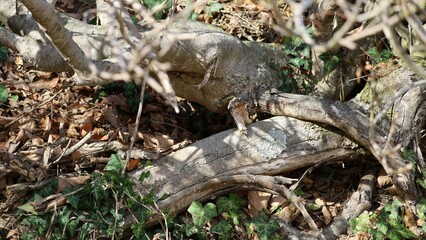 old trunks in the forest