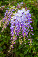 Selective focus of purple flowers Wisteria sinensis or Blue rain, Chinese wisteria is species of flowering plant in the pea family, Its twisting stems and masses of scented flowers in hanging racemes.