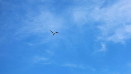 seagull in flight