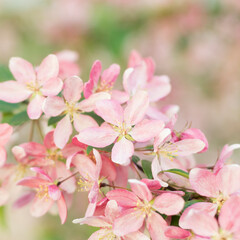 Close up of Spring Sakura Cherry Blossom