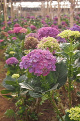 A purple hydrangea flower with a green leaf in the background.