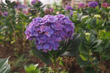 A purple hydrangea flower with a green leaf in the background.