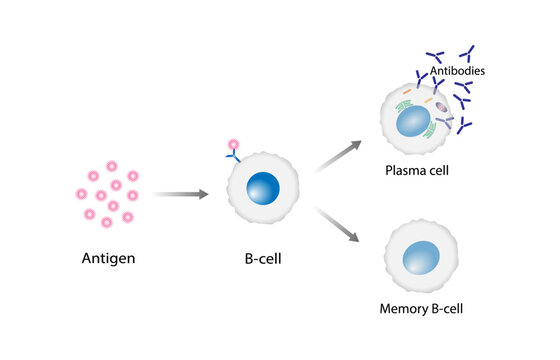 Activation B-cell leukocytes. B lymphocyte differentiation. Plasma cell and memory B cell. B cell and T cell interaction.	
