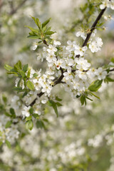 Obraz na płótnie Canvas white cherry blossom