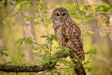 Barred Owl from Hays Nature Preserve