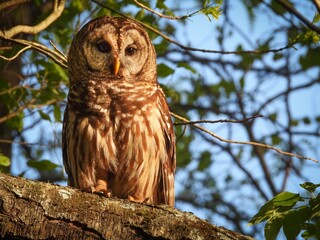 Barred Owl from Hays Nature Preserve