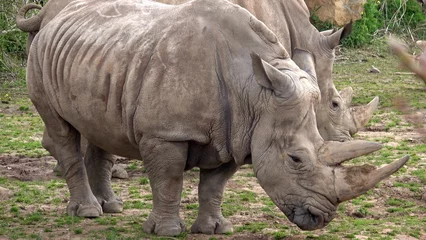 Foto op Plexiglas Southern white rhinoceros (Ceratotherium simum simum). © kardaska