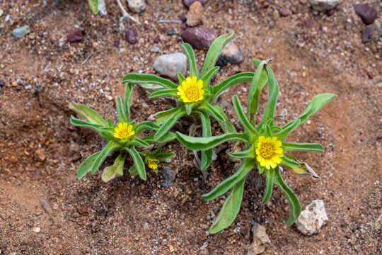 Close up view of a group of Asteriscus aquaticus plants with yellow flowers and pubescent leaves.