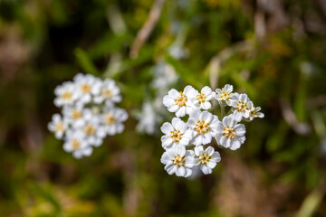 Wild plant; scientific name; Achillea nobilis or Achillea erba - rotta