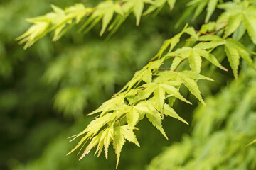紅葉　もみじ　イロハモミジ