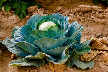 Large organic cabbage waiting to be harvested