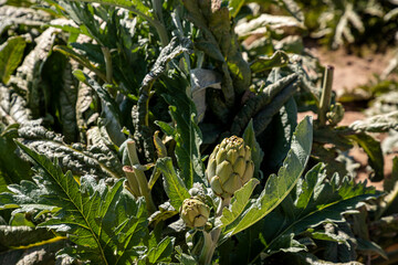 Fototapeta premium organic cultivation of artichokes in the Levante area