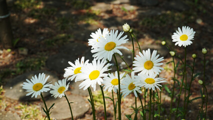 the pure spring of daisy flowers.