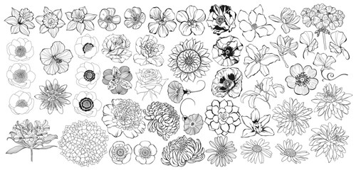 Flowers. Hand drawn big vector collection on white. Isolated elements. Perfect for logo, invitations, greeting cards and as a design element.