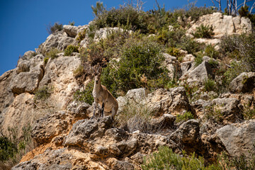 a little mountain goat climbing up the mountain