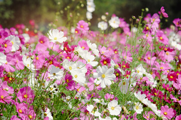 Obraz na płótnie Canvas White cosmos flower blooming in the field with pink purple cosmos, beautiful vivid natural summer garden outdoor park image, cosmos flower blooming in green background with warm sun light.