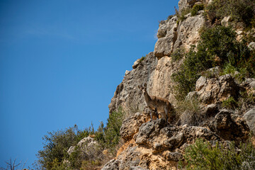 a little mountain goat climbing up the mountain