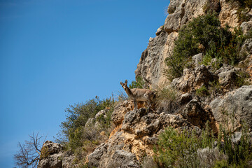 a little mountain goat climbing up the mountain