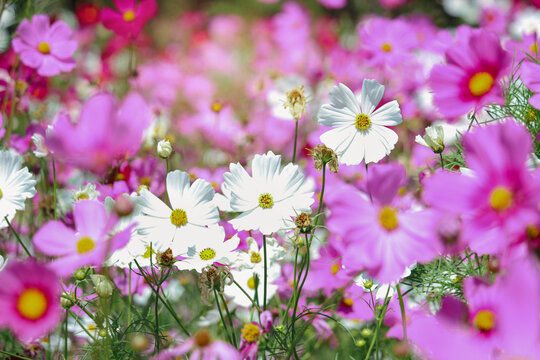 White cosmos flower blooming in the field with pink purple cosmos, beautiful vivid natural summer garden outdoor park image,  cosmos flower blooming in green background with warm sun light.