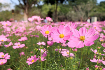 Fototapeta premium Sweet pink cosmos flower blooming in the field, beautiful vivid natural summer garden outdoor park image, purple cosmos flower blooming in green background with warm sun light.