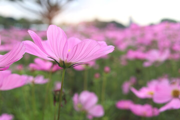 Fototapeta premium Sweet pink cosmos flower blooming in the field, beautiful vivid natural summer garden outdoor park image, purple cosmos flower blooming in green background with warm sun light.
