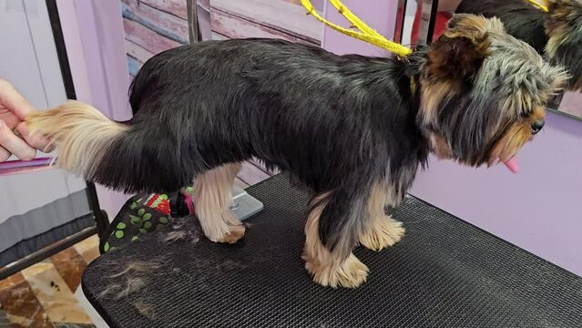A grummer shears a Yorkshire Terrier dog Generative AI