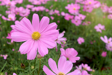 Obraz premium Sweet pink cosmos flower blooming in the field, beautiful vivid natural summer garden outdoor park image, purple cosmos flower blooming in green background with warm sun light.