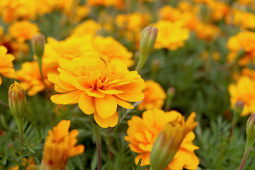 Beautiful gold marigold flower blooming on plant in garden, yellow flower blooming in the field, beautiful vivid natural summer garden outdoor park image.
