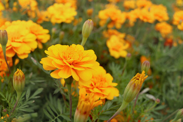 Obraz na płótnie Canvas Beautiful gold marigold flower blooming on plant in garden, yellow flower blooming in the field, beautiful vivid natural summer garden outdoor park image.