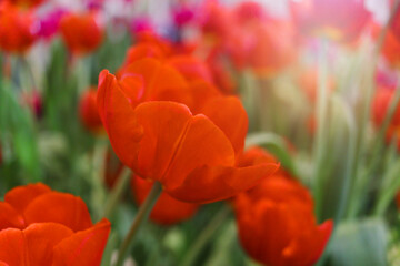 Fototapeta premium Red tulip flower blooming in the spring natural garden, soft selective focus, tulip flower garden blooming in spring season