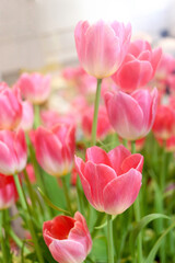 Sweet pink tulip flower blooming in the spring natural garden, soft selective focus, tulip flower garden blooming in spring season