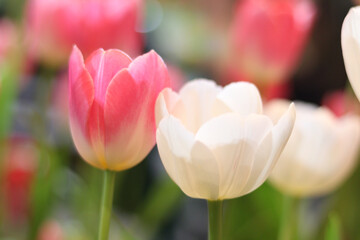 White and sweet pink tulip flower blooming in the spring natural garden, soft selective focus,...