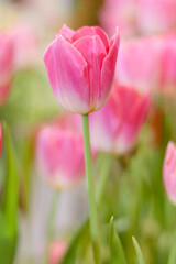 Sweet pink tulip flower blooming in the spring natural garden, soft selective focus, tulip flower garden blooming in spring season