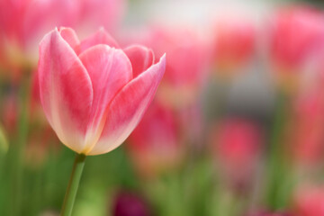 Sweet pink tulip flower blooming in the spring natural garden with soft sunlight, soft selective focus, tulip flower garden blooming in spring season