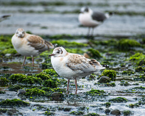 seagull on the shore