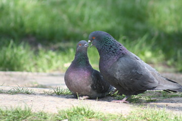 pigeon in the grass