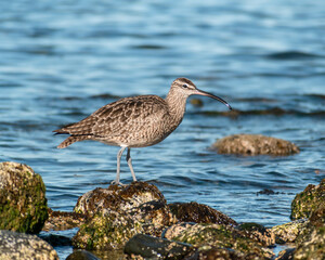 bird on the beach