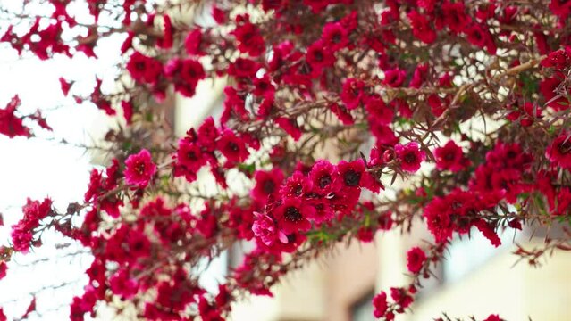 Red flowers of blooming Leptospermum scoparium or New Zealand tea tree in city