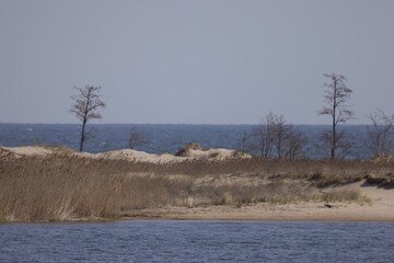 Wild beach with trees with sea and horizon