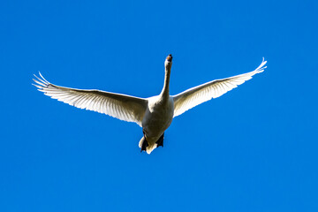 Mute swan, Cygnus olor flying over a lake in the English Garden in Munich, Germany