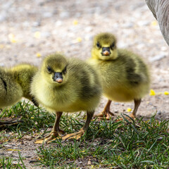 Beautiful yellow fluffy greylag goose baby gosling in spring, Anser anser