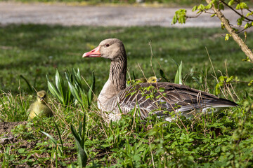 Family of greylag geese, Anser anser with small babies.