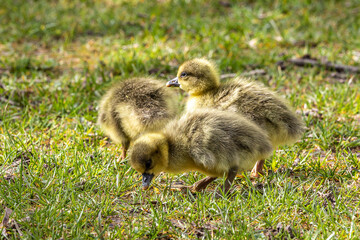 Beautiful yellow fluffy greylag goose baby gosling in spring, Anser anser